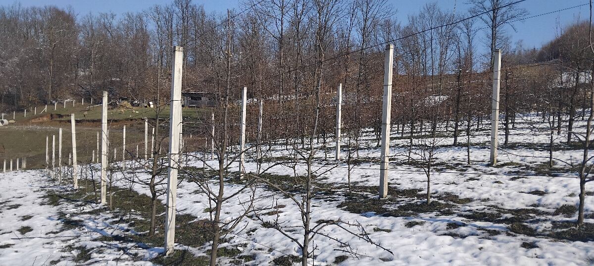 voćnjak kruške u snijegu