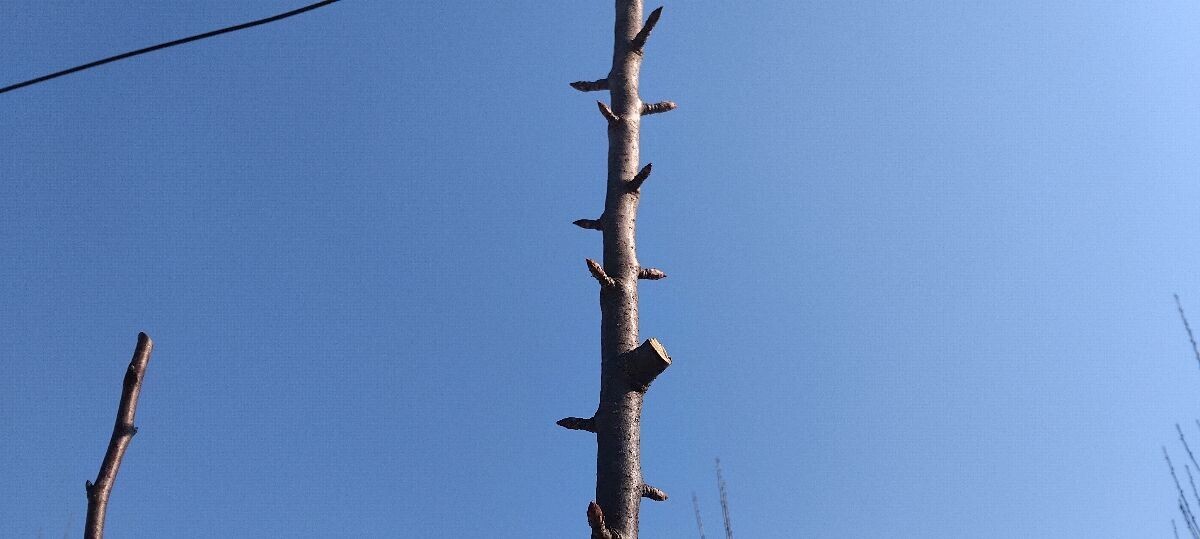 orezano mlado stablo kruške