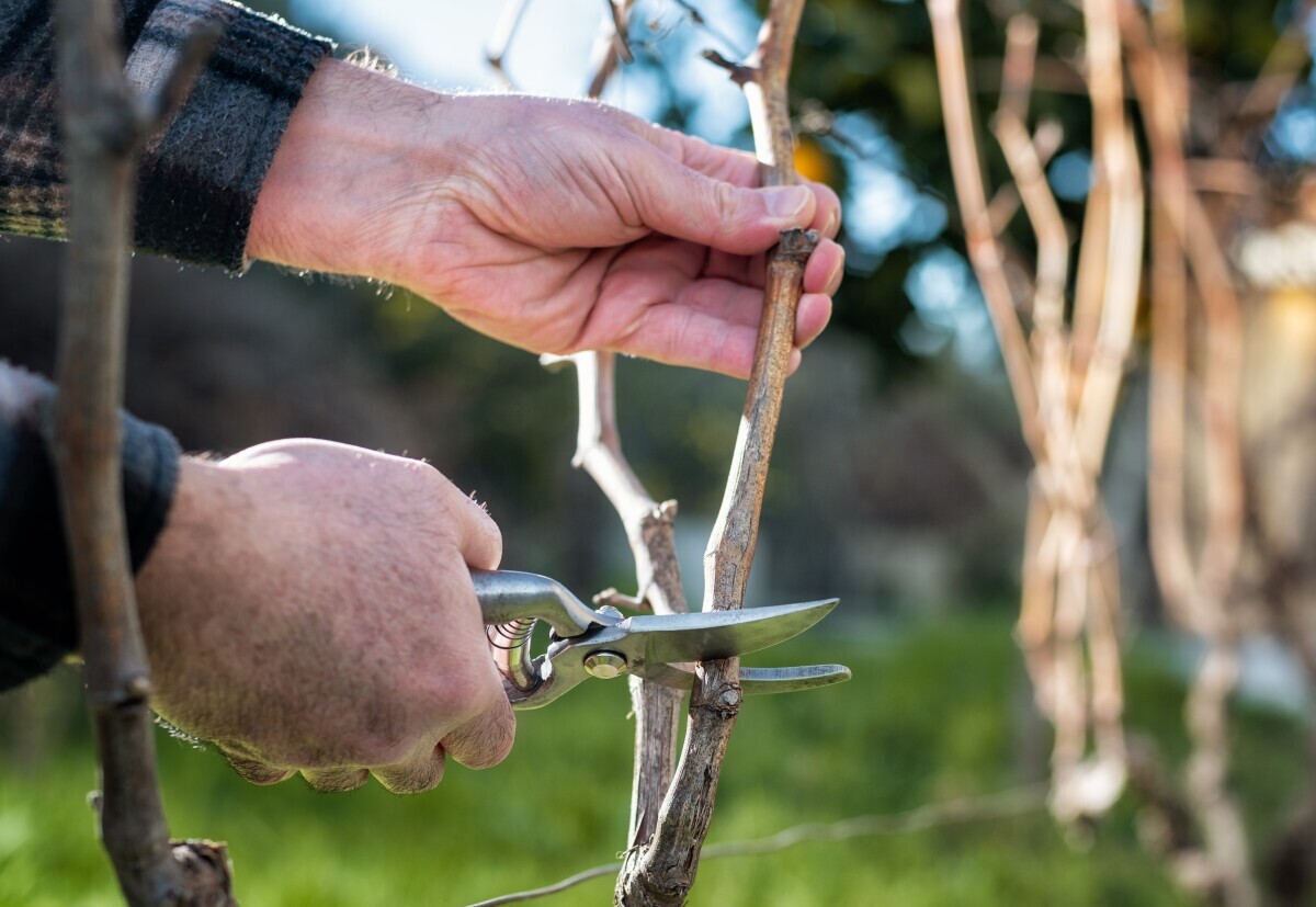 rezidba voćnjaci i vinogradi