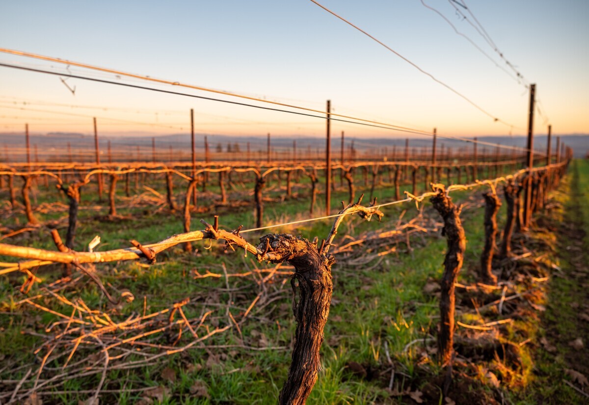 rezidba voćnjaka i vinograda