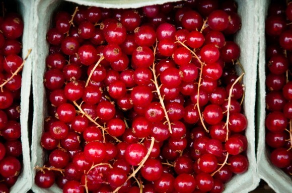 Crvena ribizla