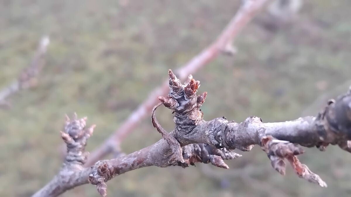 rodni pupoljci šljiva