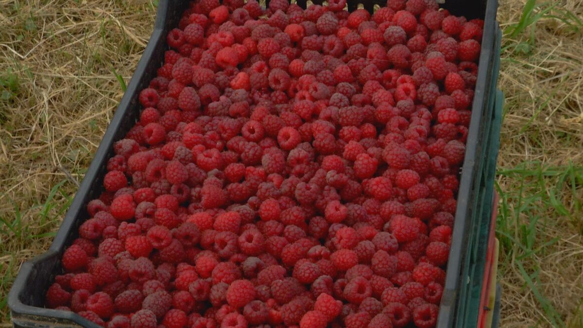 Berba maline