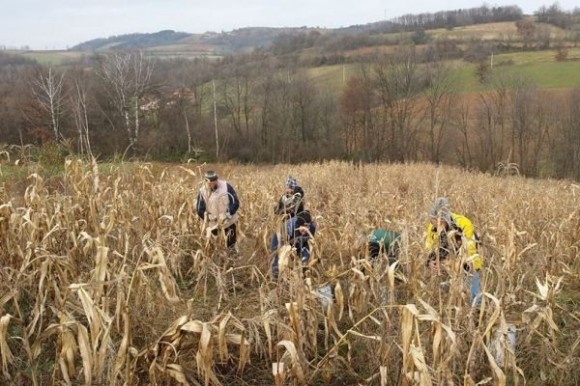 Ručno branje kukuruza