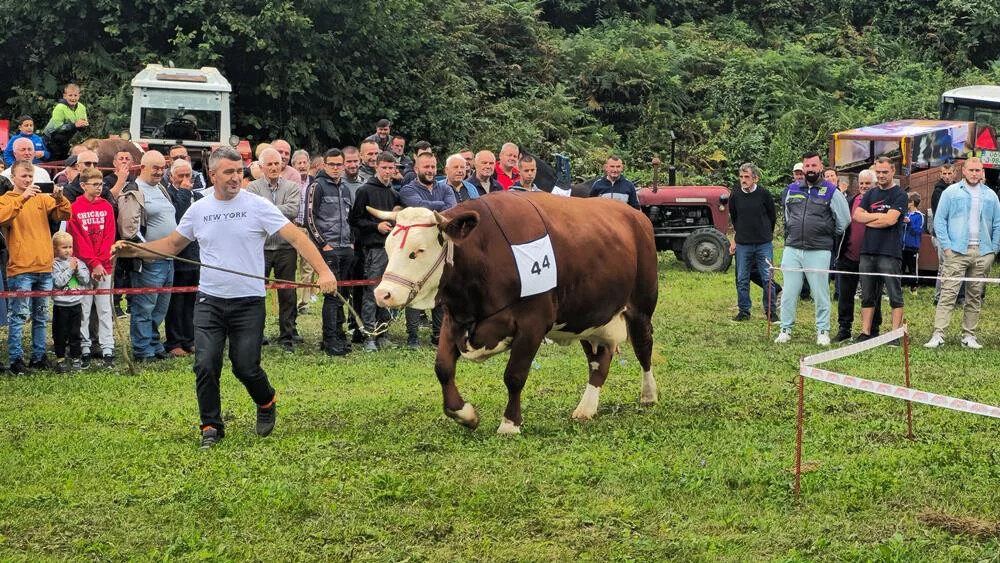 krava na izložbi