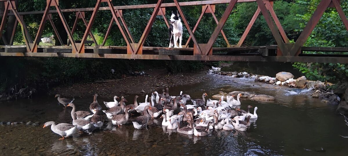 pas na mostu, guske i patke u vodi plivaju