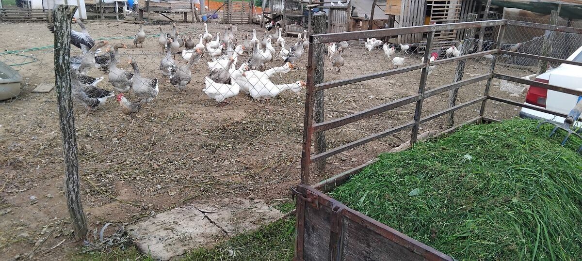 dvorište gusaka, pataka