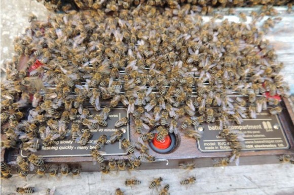 Sakupljač apitoksina 