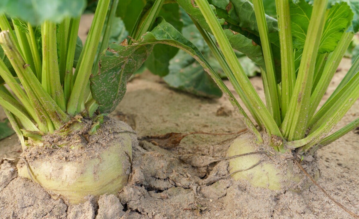 Šećerna repa kampanja