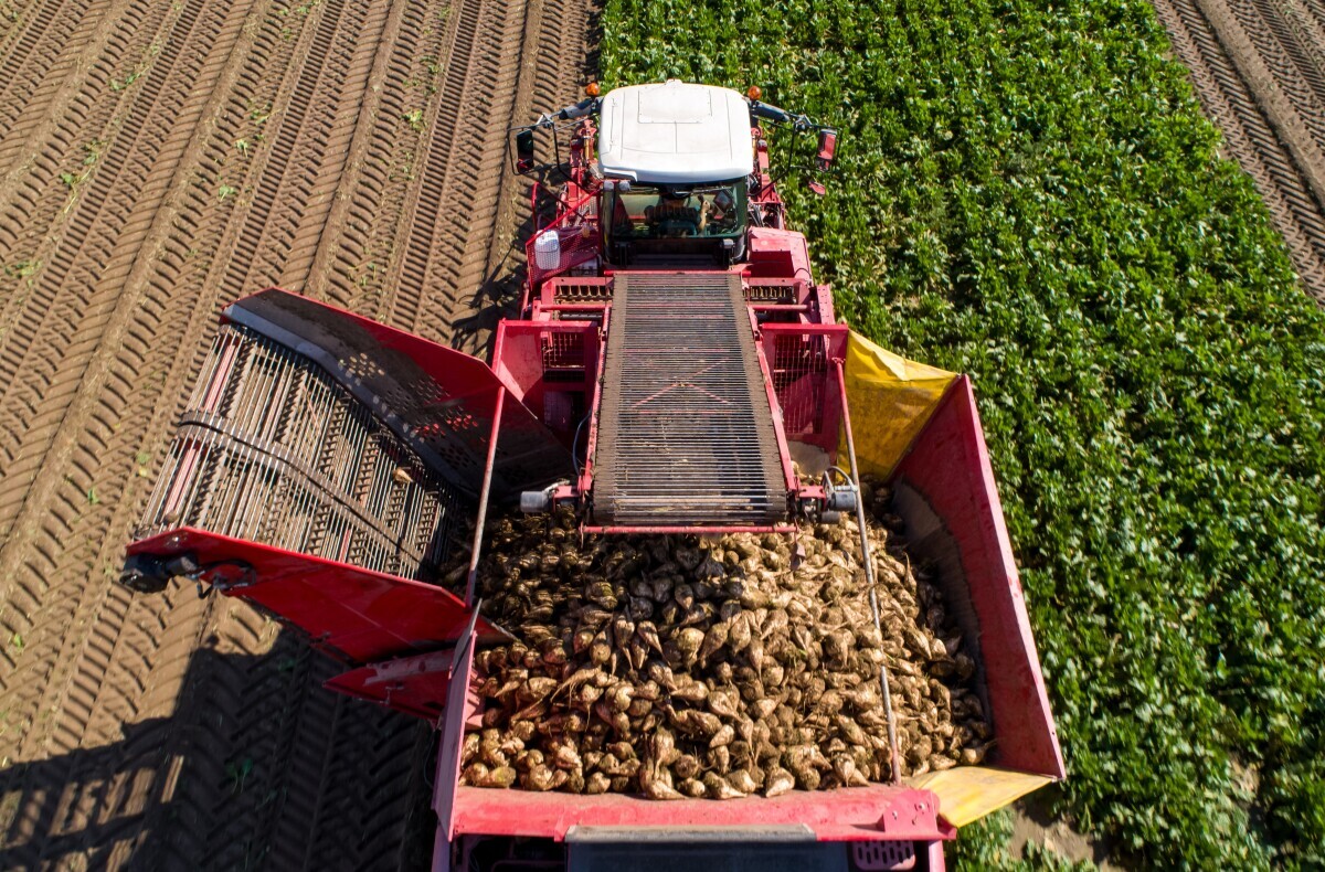 Šećerna repa kampanja