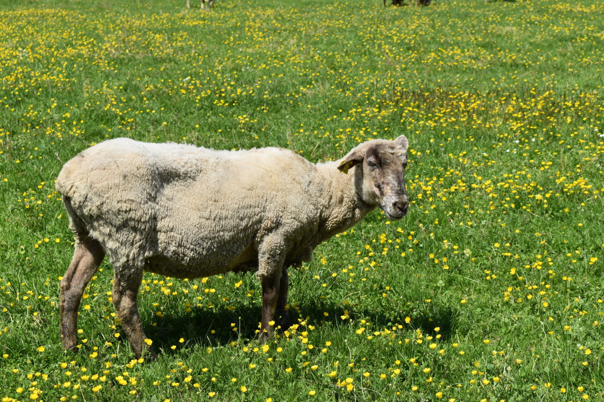 ovca