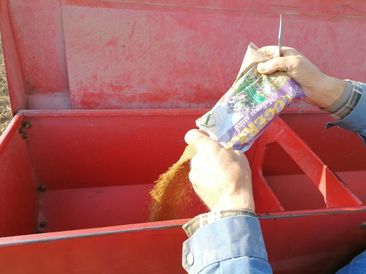 Izbor sorte je jedan od bitnih uslova za postizanje visokih i stabilnih prinosa