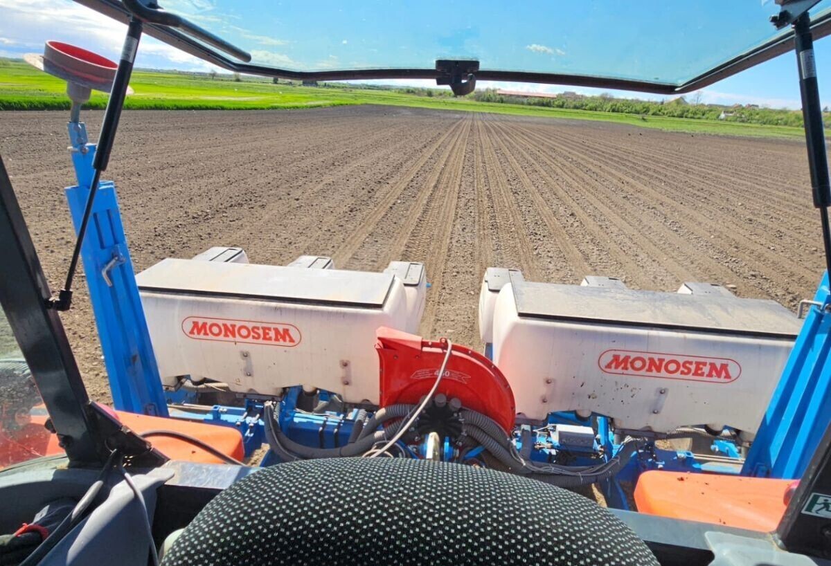 Kukuruz seje na oko 65 hektara