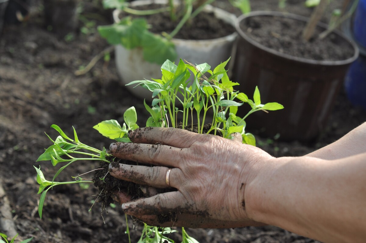 Optimalni uslovi za klijanje i nicanje su temperature 9 do 11 oC