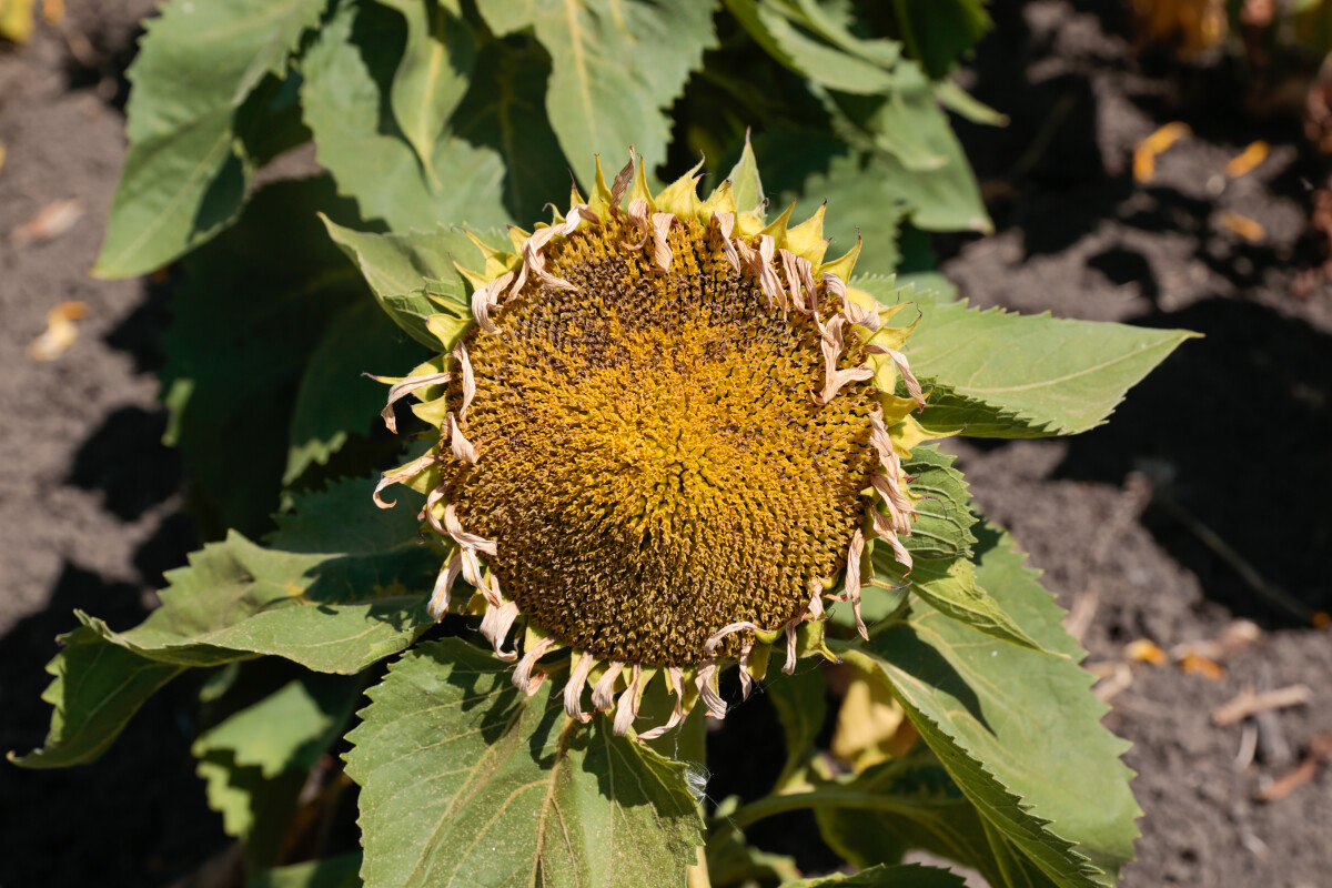 Plamenjača suncokreta