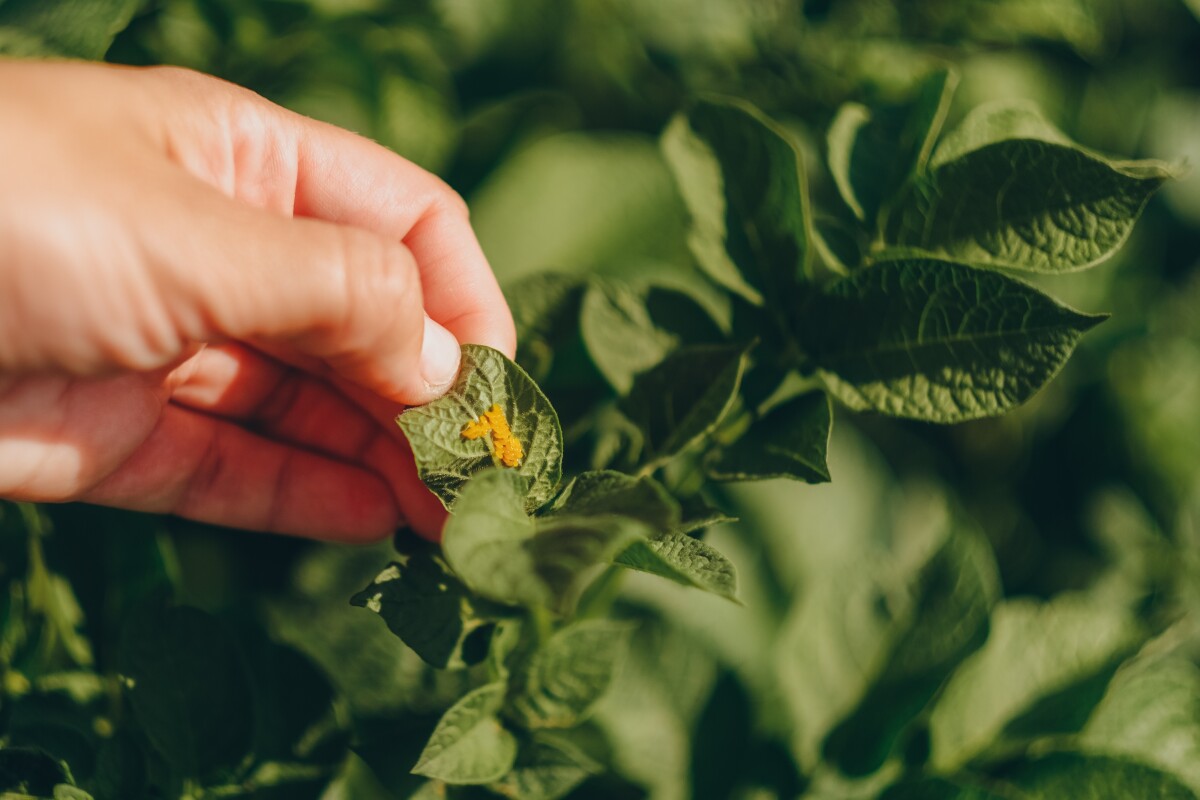 jaja krompirove zlatice
