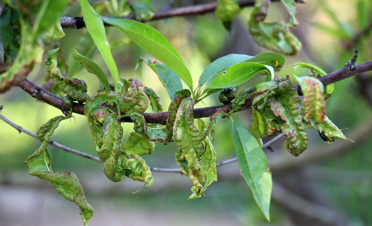 grana breskve s kovrdžavim listom