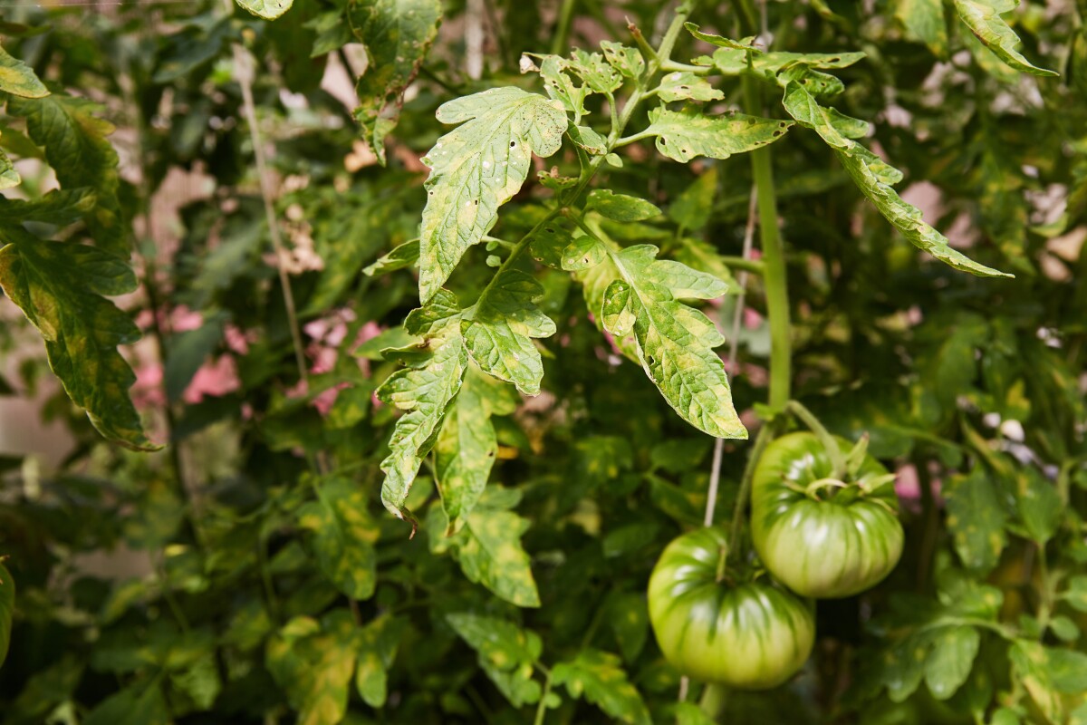 pepelnica paradajza