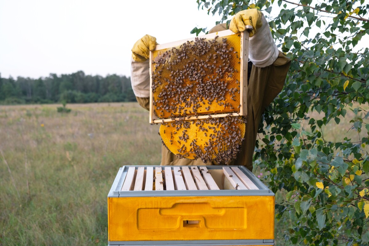 Med, projekt FoodFacts