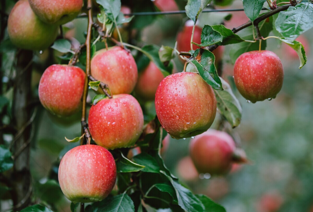 Pesticidi u europskim jabukama