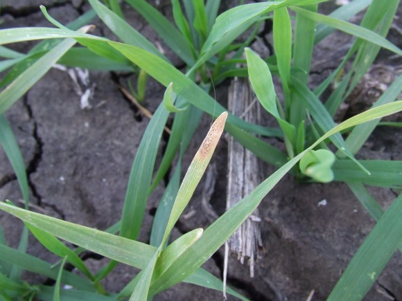 Siva pegavost pšenice