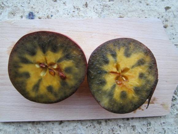 Škrobni index 2,5 ( skala od 1-5), optimalan za početak berbe Škrobni index