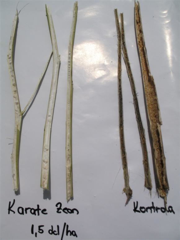 karate zeon i kontrola