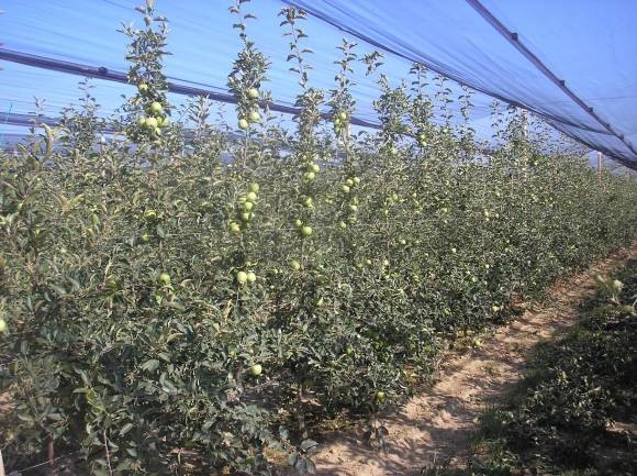 Slika 5 - prikazuje plantažu jabuka gdje imamo uravnotežen odnos između plodonošenja i vegetativnog rasta, što omogučava da se svjetlost ravnomjerno probija kroz krošnju do svih plodova. 