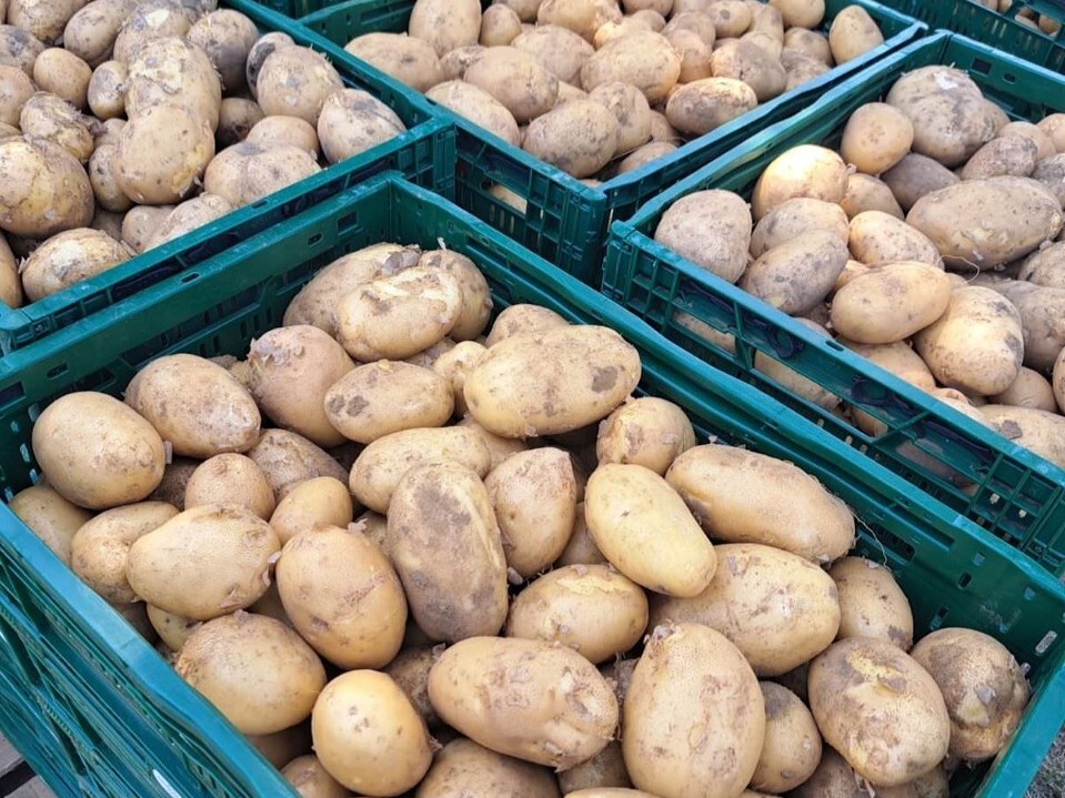 sorta krumpira loane