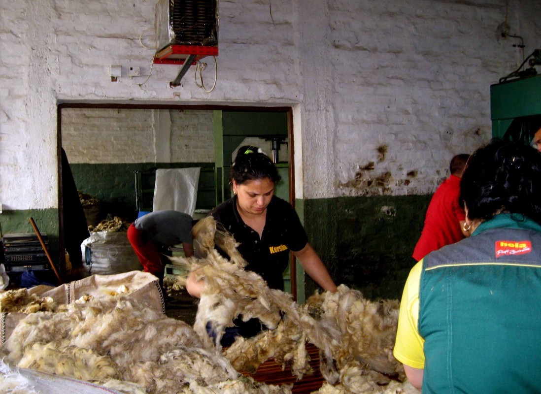 Žene sortiraju vunu