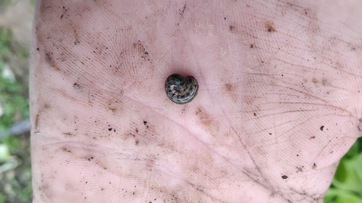 Ručno sakupljanje gusjenica