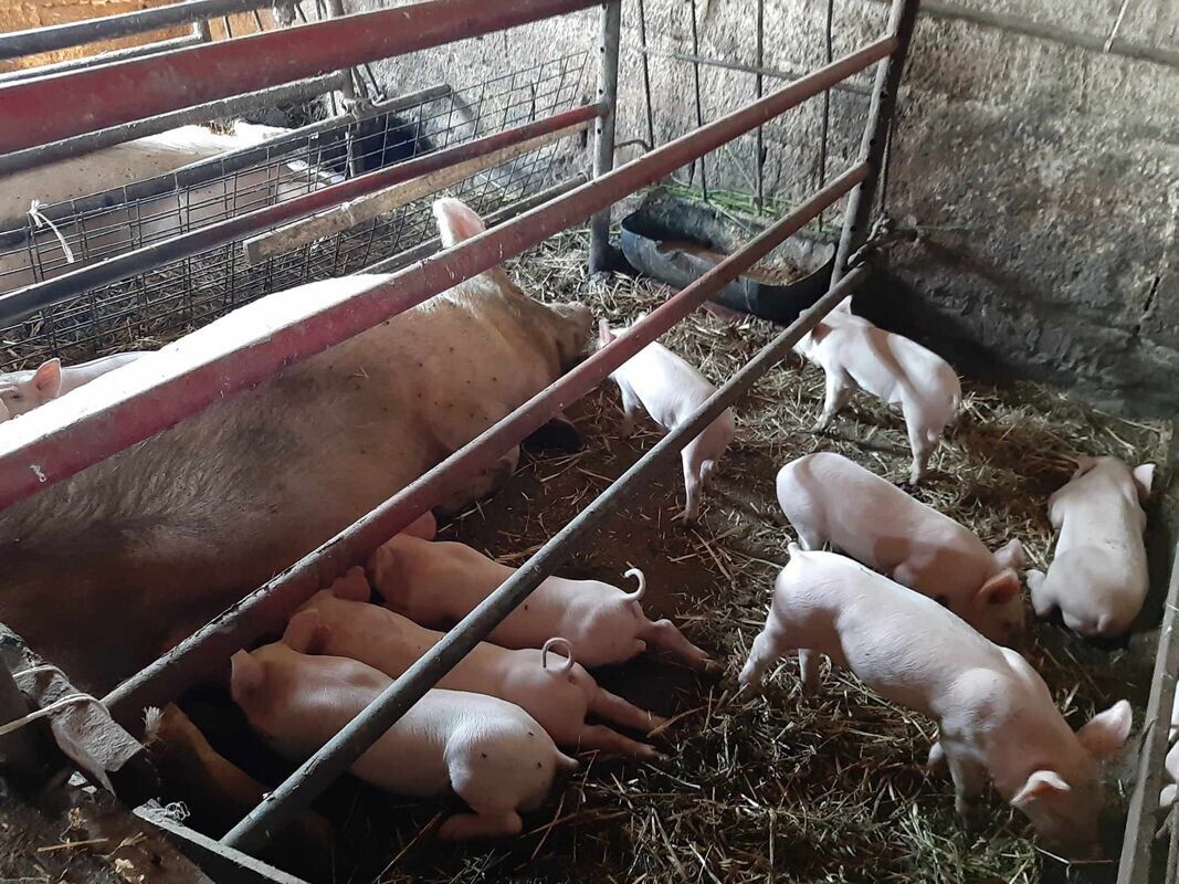 Krmača sa prasićima