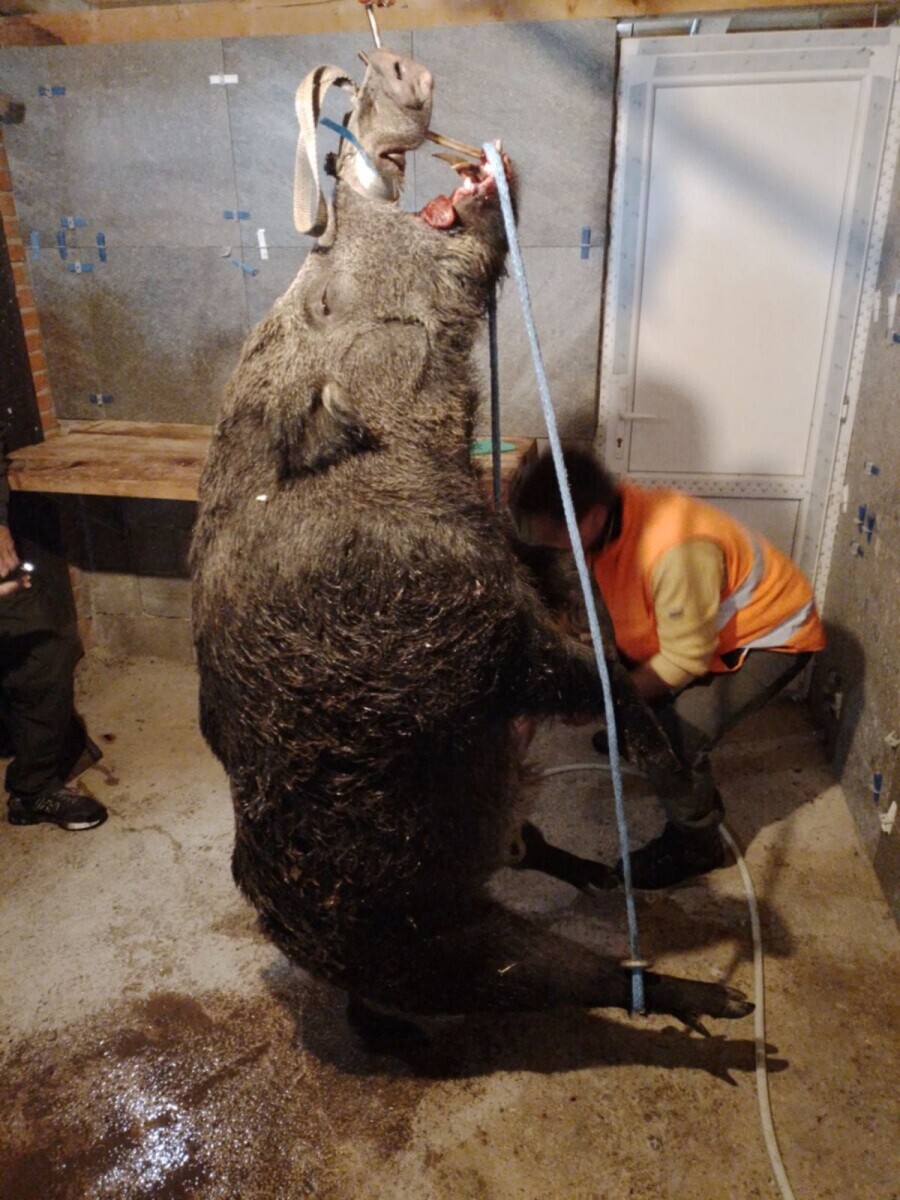 Vepar težak čak 210 kg