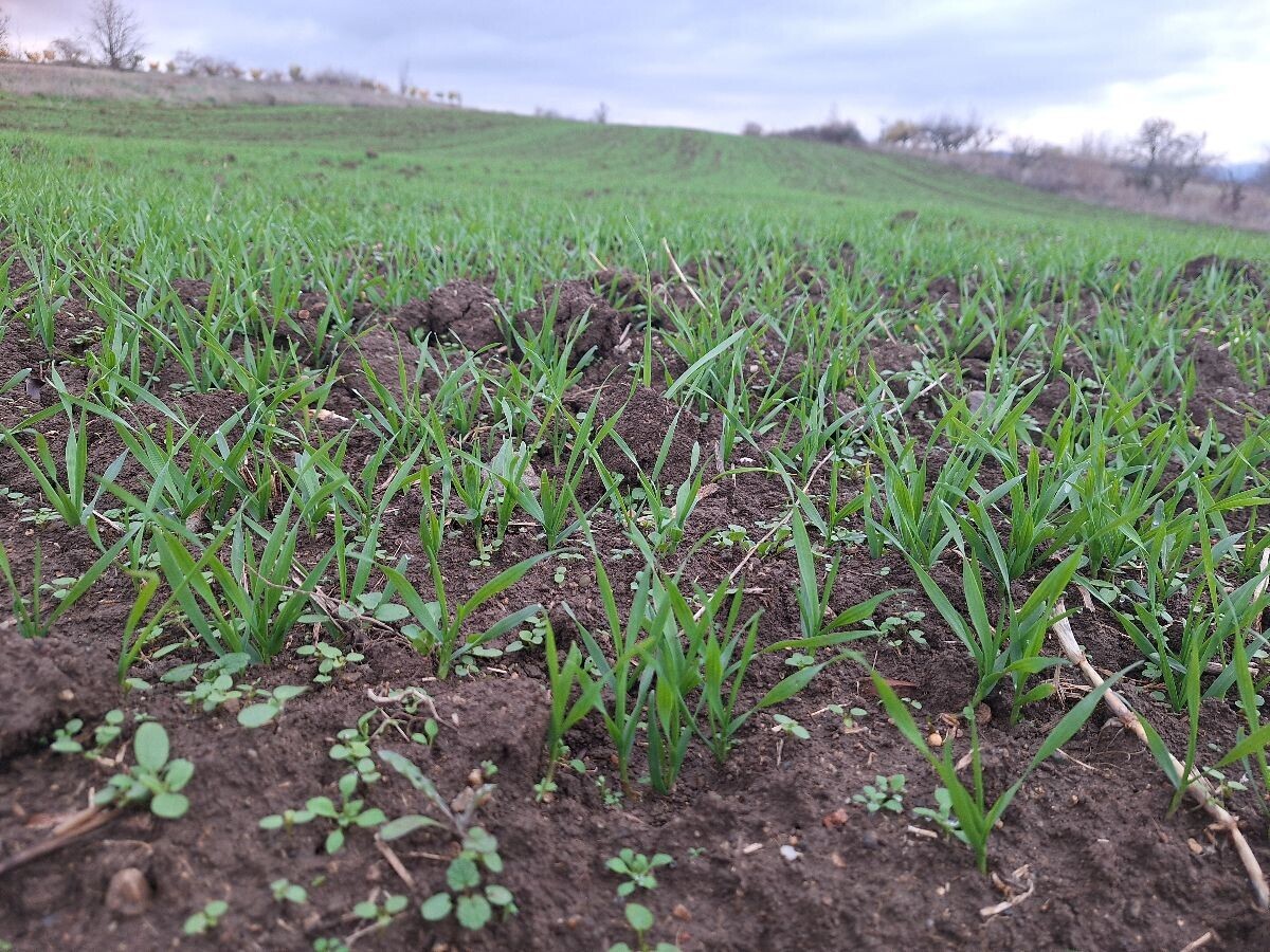 Njiva pšenice krupan kadar