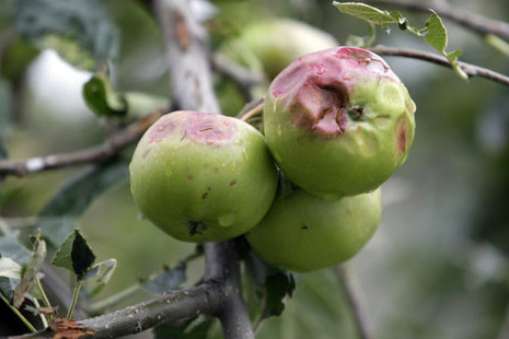 Štete na jabukama nakon tuče