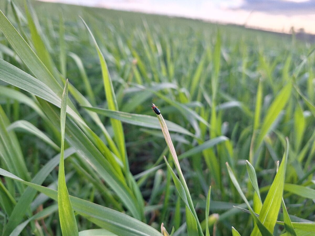 Žitna pijavica ostavlja simptome na listovima u vidu uzdužnih pruga