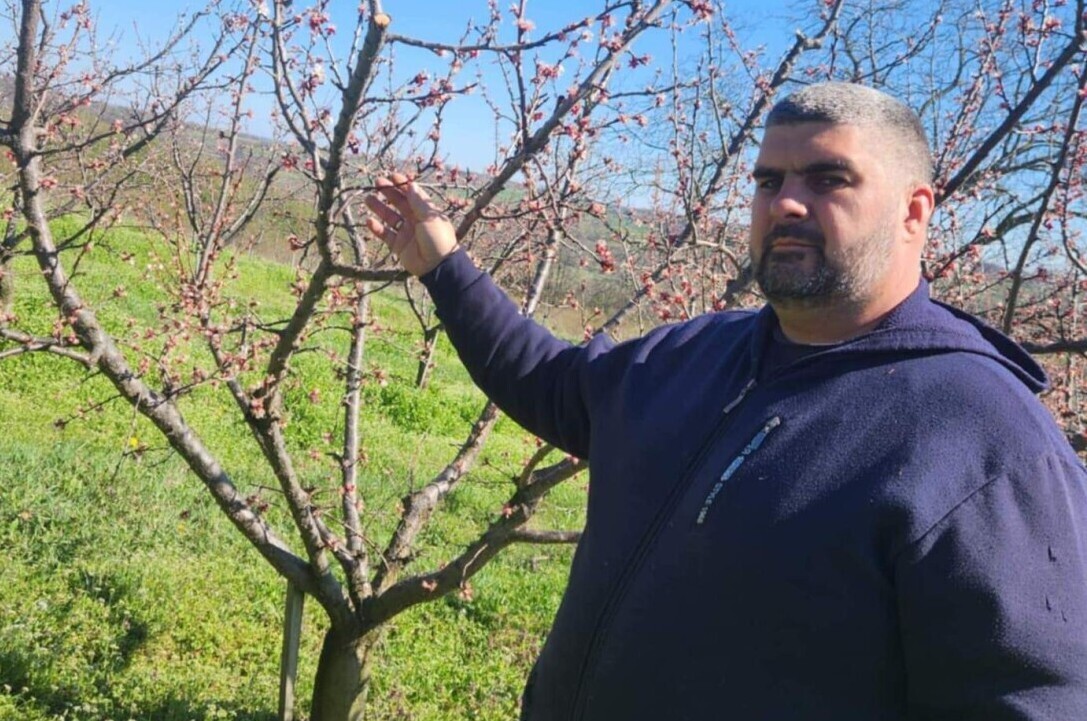 Mraz na kajsiji