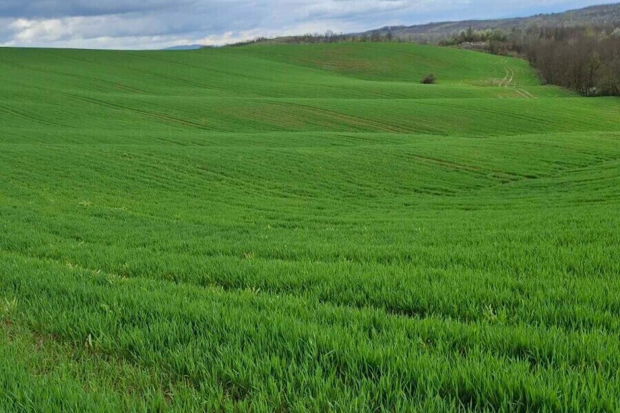 polje mlade pšenice