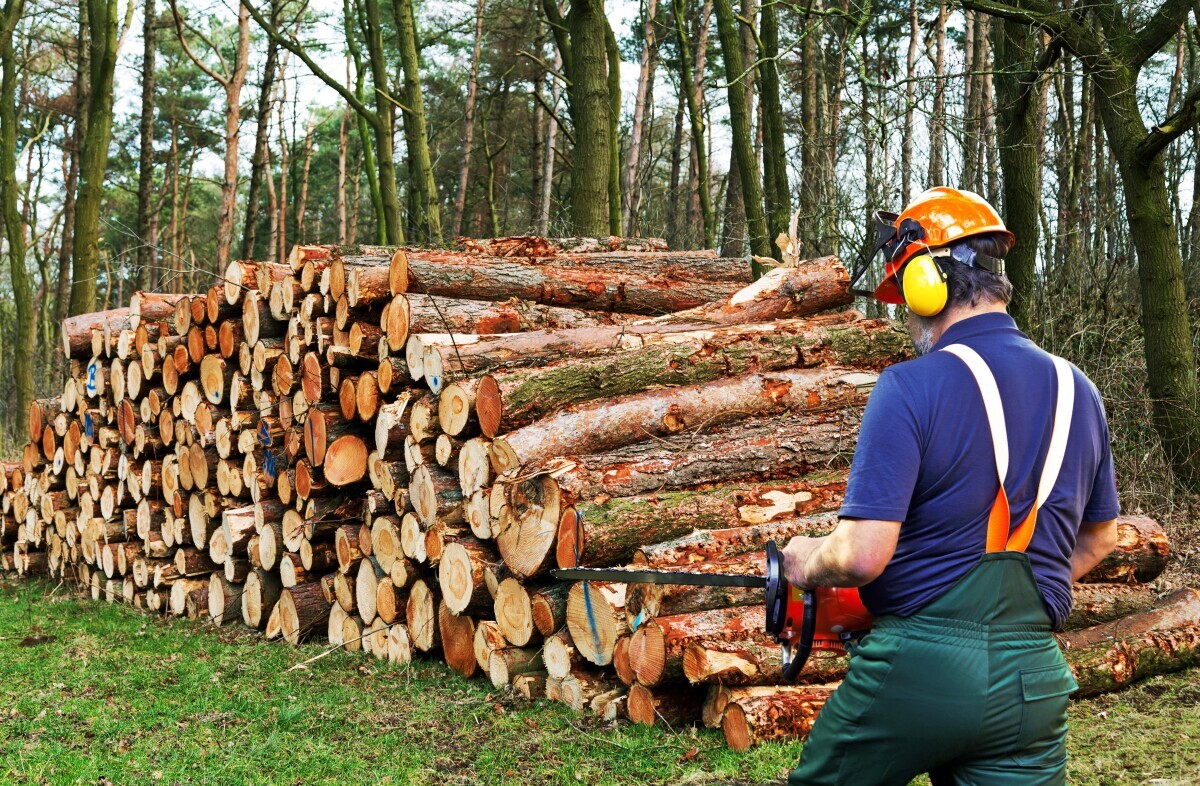 trupci, šuma, licitacija