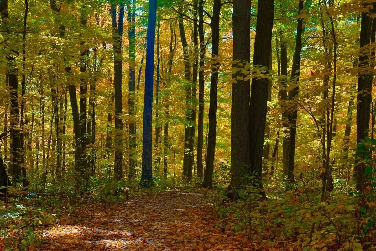 šuma, trupci, licitacija