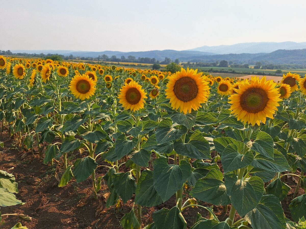 Suncokret 
