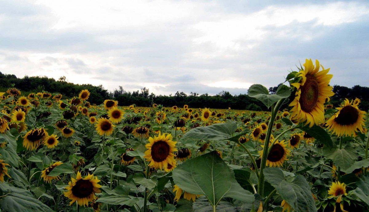 Čeka se cena suncokreta