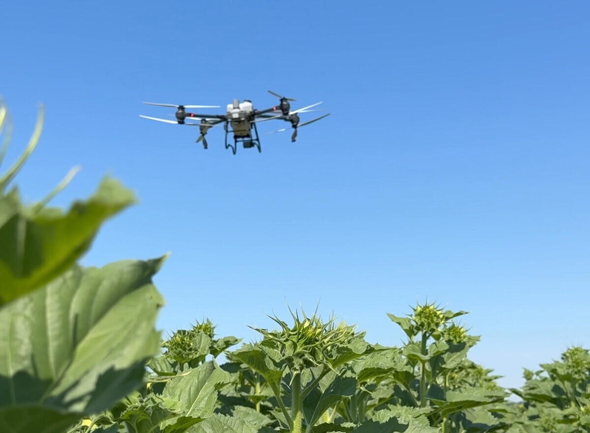 dron, suncokret
