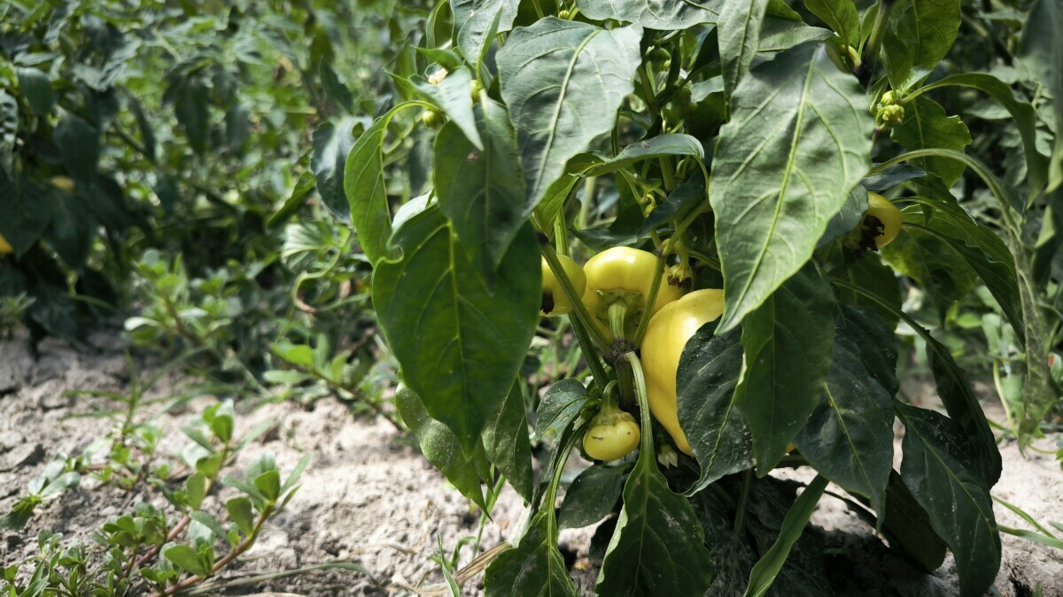 paprika