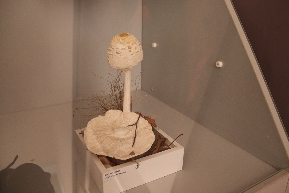 Gljiva u muzeju