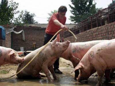 Tetovirane svinje Tetovirane svinje