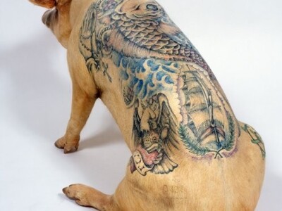 Tetovirane svinje Tetovirane svinje