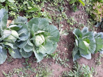 Zauzela svekrvinu teritoriju - u vrt s razlogom dovela krznene koke i patke specijalce