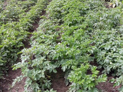 Zauzela svekrvinu teritoriju - u vrt s razlogom dovela krznene koke i patke specijalce