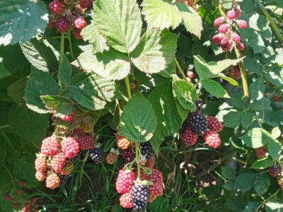 Zauzela svekrvinu teritoriju - u vrt s razlogom dovela krznene koke i patke specijalce